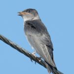 Purple Martin (juvenile) Purple Martin (juvenile)