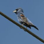 Blue Grosbeak Blue Grosbeak