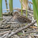 Wilson's Snipe Wilson's Snipe