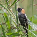 Bobolink Bobolink