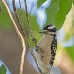 Downy Woodpecker Downy Woodpecker