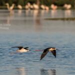 Black-necked Stilts Black-necked Stilts