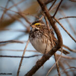 Savannah Sparrow Savannah Sparrow