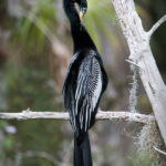 Anhinga (breeding plumage) Anhinga (breeding plumage)