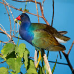 Purple Gallinule Purple Gallinule