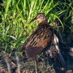 King Rail King Rail