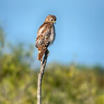 Red Shouldered Hawk (juvenile) Red Shouldered Hawk (juvenile)