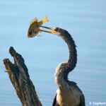 Anhinga Anhinga