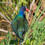 Purple Gallinule Purple Gallinule