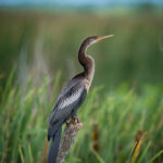 Anhinga Anhinga