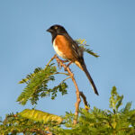 Eastern Towhee Eastern Towhee