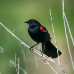 Red-winged Blackbird Red-winged Blackbird