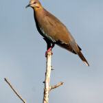 White Winged Dove White Winged Dove
