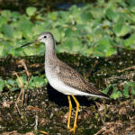 Greater Yellowlegs Greater Yellowlegs
