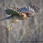 Red Shouldered Hawk Red Shouldered Hawk