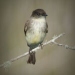 Eastern Phoebe Eastern Phoebe