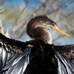 Anhinga Anhinga