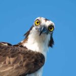Osprey Osprey