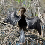 Anhinga Anhinga
