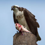 Osprey Osprey