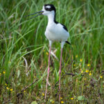 Black-necked Stilt Black-necked Stilt