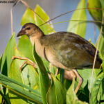 Purple Gallinule (juvenile) Purple Gallinule (juvenile)