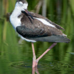 Black-necked Stilt (juvenile) Black-necked Stilt (juvenile)