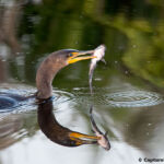 Cormorant Cormorant