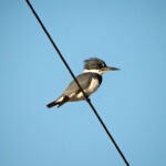 Belted Kingfisher Belted Kingfisher
