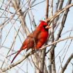 Northern Cardinal Northern Cardinal