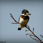 Belted Kingfisher Belted Kingfisher