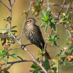 Red-winged Blackbird (female) Red-winged Blackbird (female)