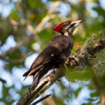 Pileated Woodpecker Pileated Woodpecker