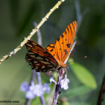 Gulf Fritillary Gulf Fritillary