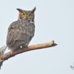 Great Horned Owl Great Horned Owl
