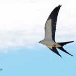 Swallow-tailed Kite Swallow-tailed Kite