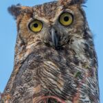 Great-horned Owl Great-horned Owl