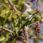 Yellow-billed Cuckoo Yellow-billed Cuckoo