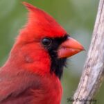 Northern Cardinal Northern Cardinal