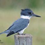 Belted Kingfisher Belted Kingfisher