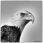 Bald Eagle Bald Eagle