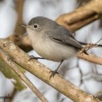 Blue-gray Gnatcatcher Blue-gray Gnatcatcher