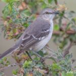 Mockingbird Mockingbird