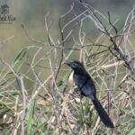 Groove-billed Ani Groove-billed Ani