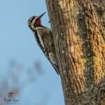 Yellow-bellied Sapsucker Yellow-bellied Sapsucker