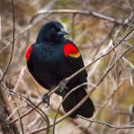 Red-winged Blackbird Red-winged Blackbird