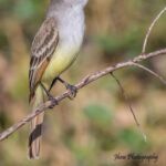 Ash-throated Flycatcher Ash-throated Flycatcher