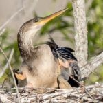 Anhinga (female) Anhinga (female)