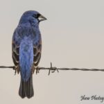 Blue Grosbeak Blue Grosbeak