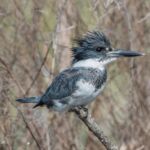 Belted Kingfisher Belted Kingfisher